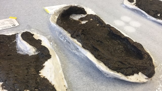 Der 5000 Jahre alte Schue wurde bei Grabungen in Maur entdeckt. Der 5000 Jahre alte Schue wurde bei Grabungen in Maur entdeckt.