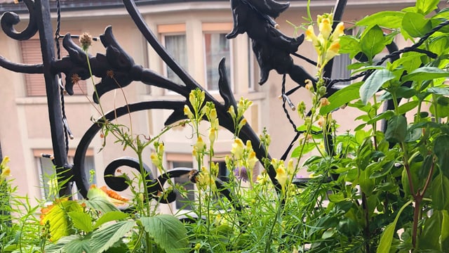 Einheimische Pflanzen auf dem Balkon Einheimische Pflanzen auf dem Balkon