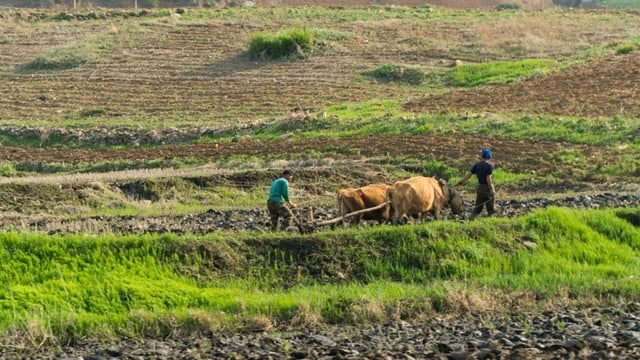 Bauern mit einem Büffelwagen im Feld. Bauern mit einem Büffelwagen im Feld.