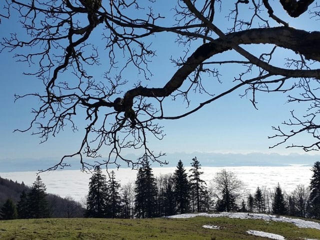 Sonnenschein auf dem Weissenstein. Nebel im Mittelland.