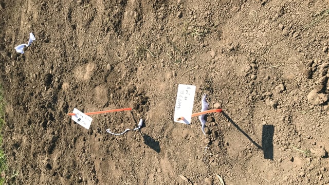 Aus dem braunen Ackerboden schauen zwei orange Fähnchen hervor, die mit Namen und Datum der Unterhosenspender beschriftet sind. Aus dem braunen Ackerboden schauen zwei orange Fähnchen hervor, die mit Namen und Datum der Unterhosenspender beschriftet sind.