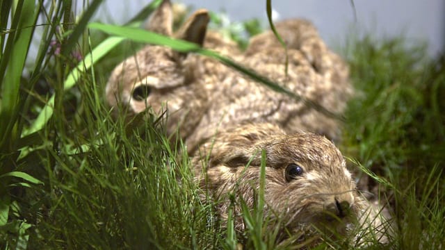Zwei Hasen ruhen sich aus – als Darsteller in einer Ausstellung zur Lage des Feldhasen in der Schweiz im Naturmuseum in Sankt Gallen. Zwei Hasen ruhen sich aus – als Darsteller in einer Ausstellung zur Lage des Feldhasen in der Schweiz im Naturmuseum in Sankt Gallen.