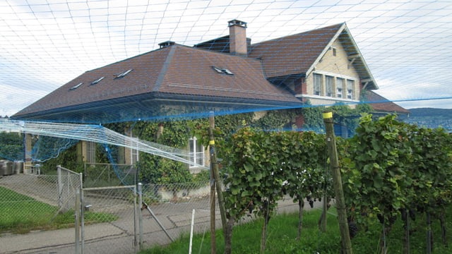 haus haus