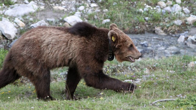 Ein Bär. Ein Bär.