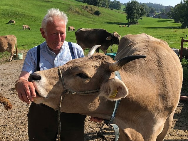 Ein Mann hätschelt eine Kuh. Ein Mann hätschelt eine Kuh.
