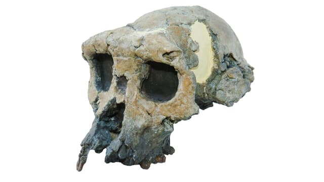 Sahelanthropus Tchadensis Sahelanthropus Tchadensis