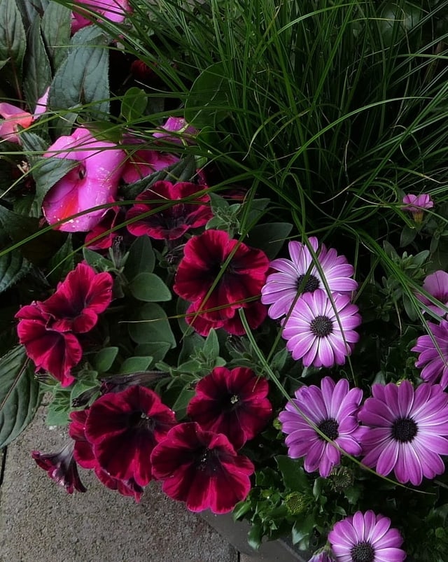 Blumenpracht in rosa und violett.