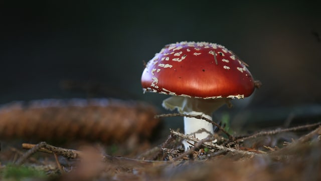 Fliegenpilz im Wald. Fliegenpilz im Wald.