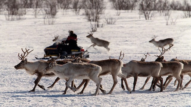 Sami mit Rentierherde im Norden Norwegens Sami mit Rentierherde im Norden Norwegens
