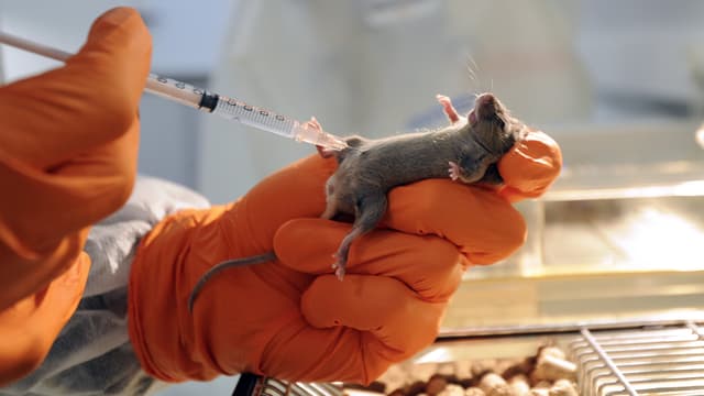 Hände in Gummihandschuhen halten eine Maus und setzen ihr eine Spritze Hände in Gummihandschuhen halten eine Maus und setzen ihr eine Spritze