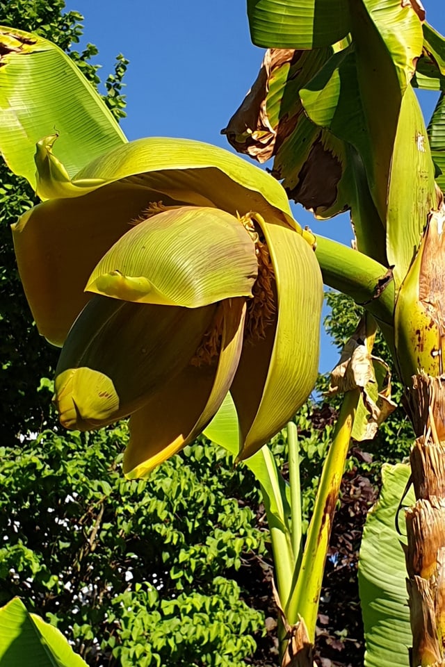 Bananenstaude inmitten von Hecken.