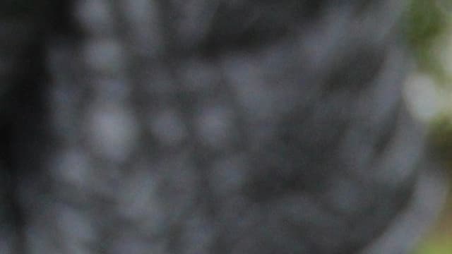Eine junge Frau bedient eine Videokamera Eine junge Frau bedient eine Videokamera