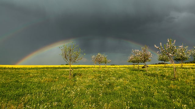 Dicke Regenwolken und ein Regenbogen über Obstbäumen und einem Rapsfeld in Mettlen/TG. Dicke Regenwolken und ein Regenbogen über Obstbäumen und einem Rapsfeld in Mettlen/TG.