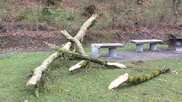 Umgestürzter Baum am Waldrand. Umgestürzter Baum am Waldrand.