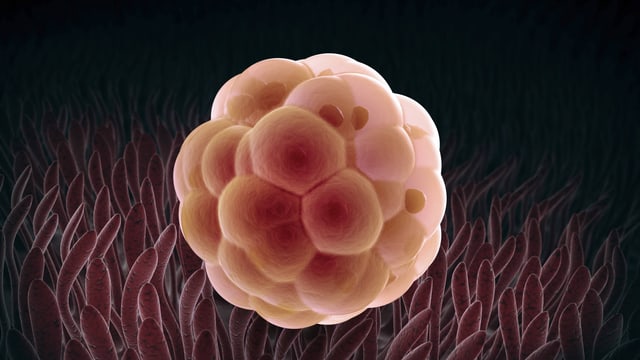 Ein Embryo im Anfangstadium