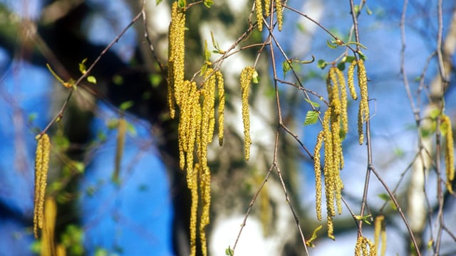Blauer Himmel im Hintergrund, im Vordergrund weisse Birkenäste mit gelben Blütenständen. Blauer Himmel im Hintergrund, im Vordergrund weisse Birkenäste mit gelben Blütenständen.