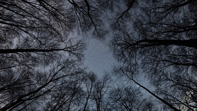 Ein Blick von unten auf Baumkronen: Geäst, Sterne und ein Nachthimmel sind zu sehen. Ein Blick von unten auf Baumkronen: Geäst, Sterne und ein Nachthimmel sind zu sehen.