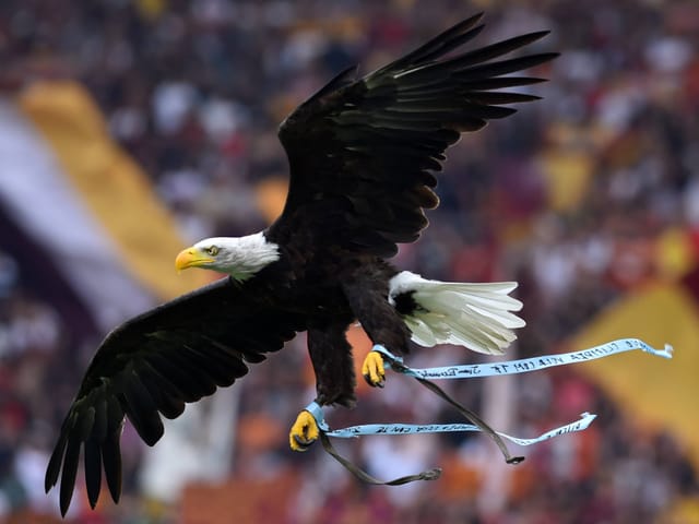 Adler