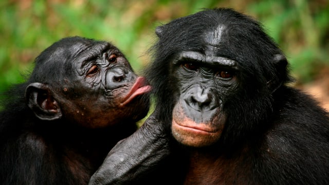 Zwei Bonobos im Kongo bei der gegenseitigen Fellpflege.