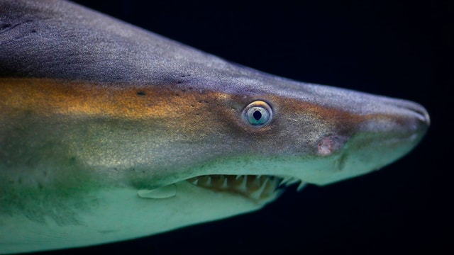 Hai Hai