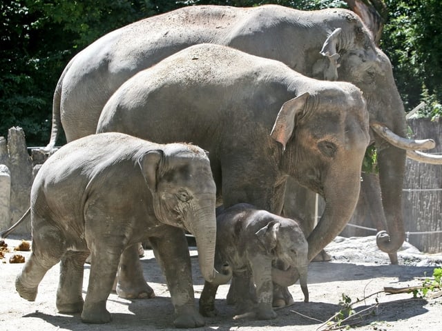 Elefantenfamilie Elefantenfamilie