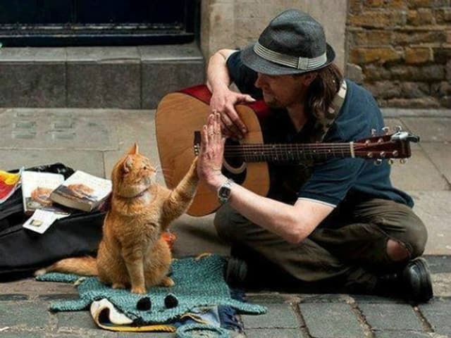 Strassenmusiker gibt einer Katze ein «High Five». Strassenmusiker gibt einer Katze ein «High Five».