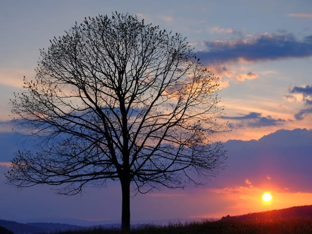 Sonnenuntergang mit Baum im Vordergrund.