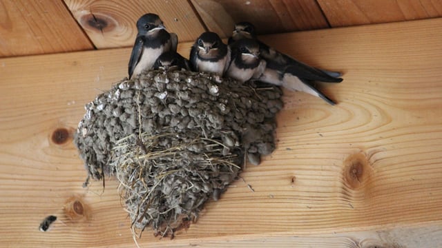 Rauchschwalben-Nest Rauchschwalben-Nest