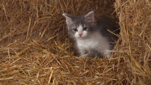 Von Katzen und ihrer Magie Von Katzen und ihrer Magie
