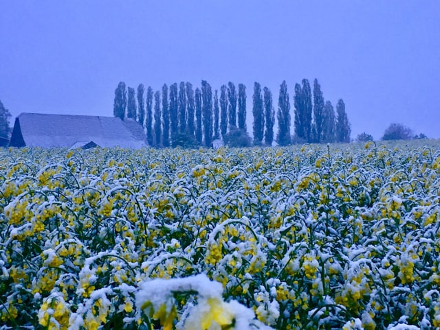 Rabsfeld mit Schnee.