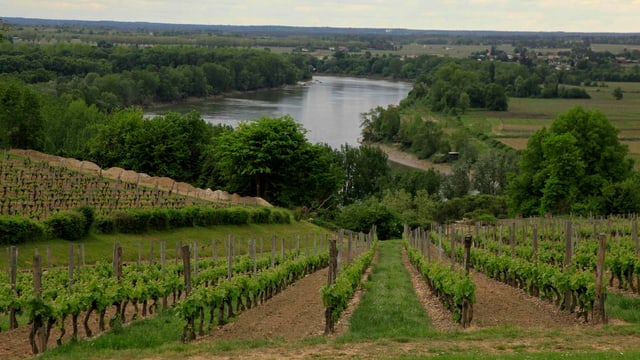 Rebberge im französischen Burgund; im Hintergrund ein Fluss.