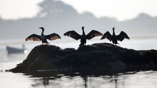 Vögel sitzen auf kleiner Insel Vögel sitzen auf kleiner Insel