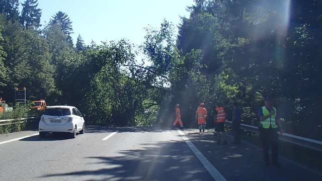 Baum liegt umgestürzt auf Autobahn. 