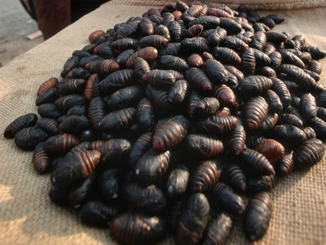 Ein Haufen Puppen des Maulbeerseidenspinners auf einem Tisch. Ein Haufen Puppen des Maulbeerseidenspinners auf einem Tisch.