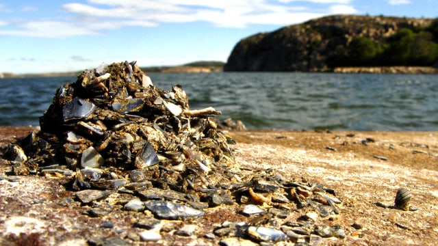 Ein Berg aus Muscheln und Schlamm an einem Strand, dahinter das Meer. Ein Berg aus Muscheln und Schlamm an einem Strand, dahinter das Meer.