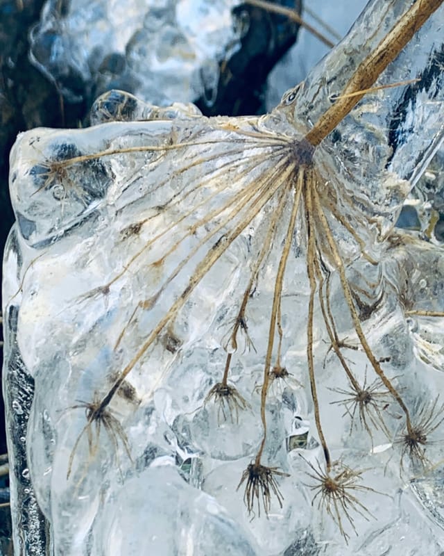 «Kerbelblume im eisigen Winterkleid.»