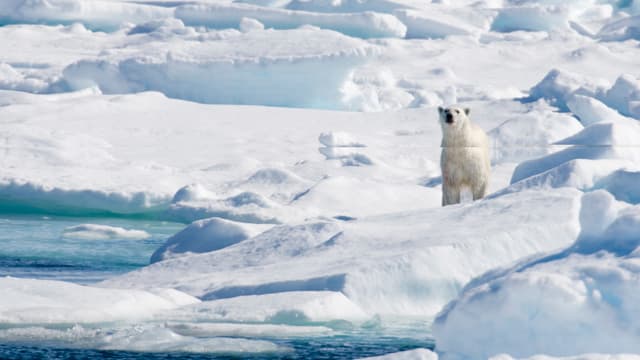Eisbär auf einer Eisscholle Eisbär auf einer Eisscholle
