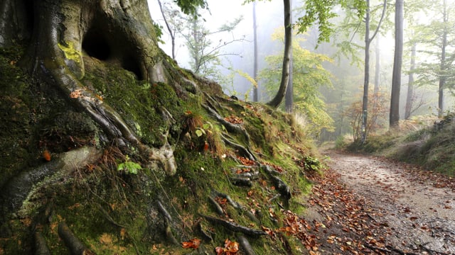 Ein Weg, der durch einen Wald führt. Ein Weg, der durch einen Wald führt.