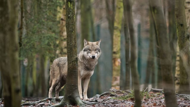 Wolf steht im Wald. Wolf steht im Wald.