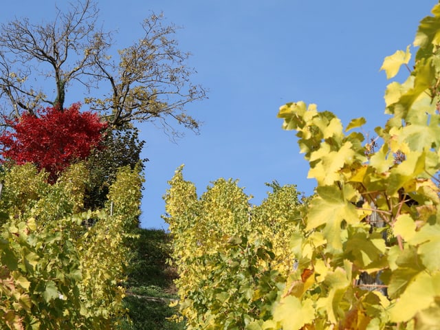 Ein gelbgrüner Rebberg, blauer Himmel.