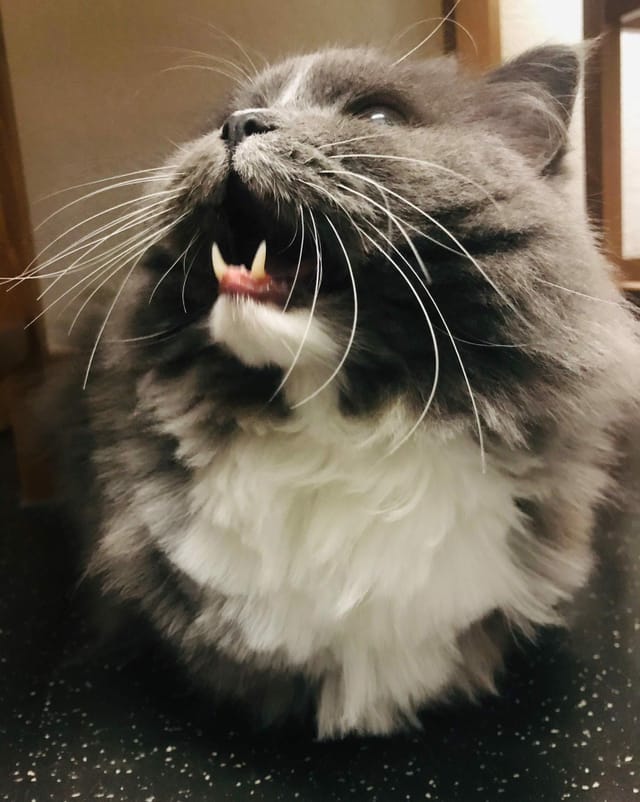 Eine Katze mit offenem Maul.