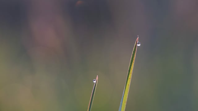 Feine Tautropfen sitzen oben an den Spitzen der Gräser. Feine Tautropfen sitzen oben an den Spitzen der Gräser.