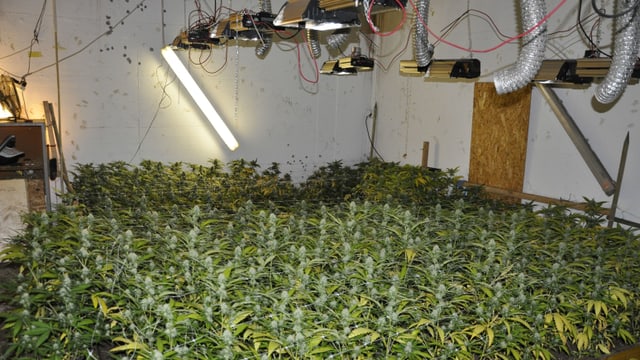 Eine Hanf-Indooranlage. Viele Grüne Hanfpflanzen. Eine Spezielle Beleuchtung ist an der Decke montiert. Eine Hanf-Indooranlage. Viele Grüne Hanfpflanzen. Eine Spezielle Beleuchtung ist an der Decke montiert.