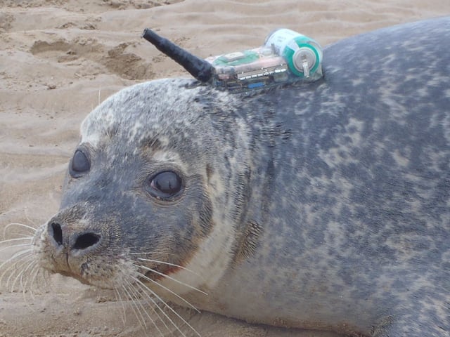 Ein Seehund mit GPS-Sender im Dienst der Forschung. Ein Seehund mit GPS-Sender im Dienst der Forschung.