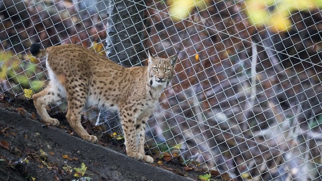Luchs in Gehege. Luchs in Gehege.