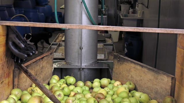 Äpfel rollen über ein Holzbrett. Äpfel rollen über ein Holzbrett.
