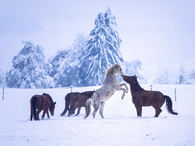 Pferde im Schnee