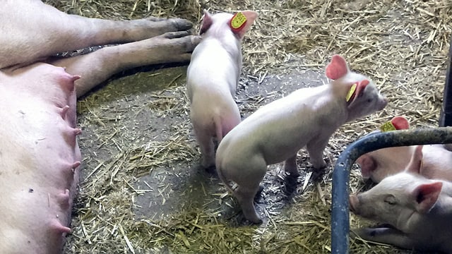 Schweinchen, daneben liegt eine Muttersau. Schweinchen, daneben liegt eine Muttersau.