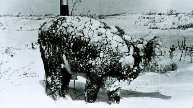 Ein junger Stier steht ganz schneeverziert in der Landschaft. Ein junger Stier steht ganz schneeverziert in der Landschaft.