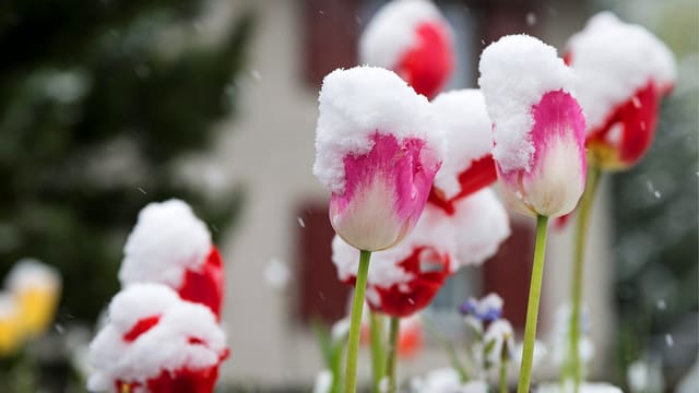 Schneebedeckte Tulpen Schneebedeckte Tulpen